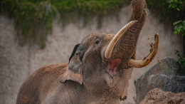 В Таиланде разъяренный слон поднял туриста хоботом и растоптал на глазах у жены