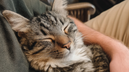 Неочевидный для человека выбор: как кошка определяет для себя фаворита в семье