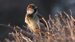 Пернатая перепись: в России проведут учет численности воробьев