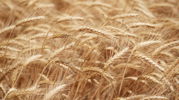 Патрушев: в России расширят использование агродронов