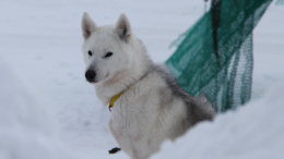 Пушистый репортаж: в Гренландии ездовая собака украла камеру у американских журналистов