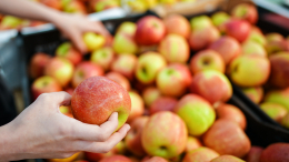 Участница московской ярмарки начала отправлять бойцам СВО фрукты из собственного сада