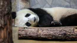 Наблюдать за животными Московского зоопарка во время морозов можно онлайн