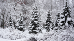 Собянин: более 25 тысяч вечнозеленых растений высадили в Москве в 2025 году