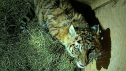 «Истощенный и беспомощный котенок»: в Хабаровском крае спасли тигренка