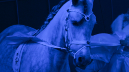 Акробат сломал ногу во время циркового номера в Нижнем Новгороде