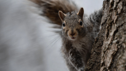 Белка оставила семью без крыши над головой: ночной пожар уничтожил дом в США