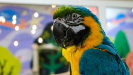 «Не стреляй»: говорящий попугай помог полиции раскрыть убийство