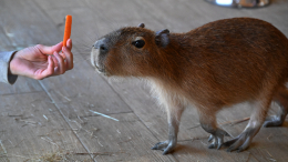 В России зафиксировали дефицит капибар