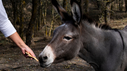 В Турции мужчина украл драгоценности из ювелирного магазина и попытался скрыться на осле