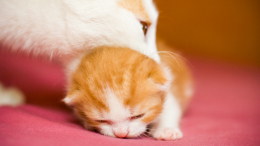 Темная сторона материнства — детоубийство: зачем кошки съедают своих котят