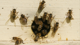 В Индии дикие пчелы атаковали местных жителей — есть жертвы