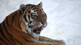 Трагедия в лесах Приморья: тигр растерзал молодого моряка, приехавшего к семье