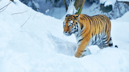 «Ушел в тайгу»: тигра, который убил охотника в Приморье, не поймали