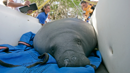 Рабочие неожиданно нашли в канализации морскую корову и спасли ее 