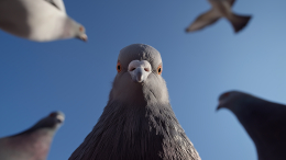 Брошены умирать в мучениях: полиция расследует убийство голубей