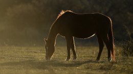 В Крыму возрождают породу лошадей, исчезнувшую более ста лет назад