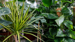 Пьют влагу: какие комнатные растения помогут избавиться от плесени