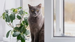 Кошка застряла в окне? У вас есть 30 минут на спасение: что угрожает питомцам в квартире