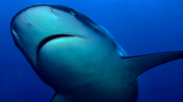 «Настоящая махина»: в Антарктиде впервые замечена акула