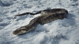 Крупного мертвого питона нашли в сугробе возле школы в подмосковных Химках