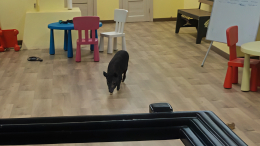 Без укрытий и сертификатов: в Ярославле антикафе нарушало трудовые права свиней