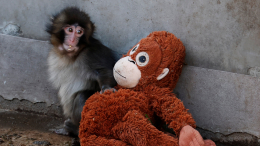 Обезьянка-сирота Панч нашел семью в стае макак в японском зоопарке