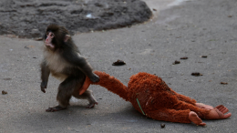 IKEA заработала на брошенной матерью обезьянке по кличке Панч