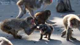 Не буллинг, а защита? Японский зоопарк объяснил «нападение» на макаку Панча