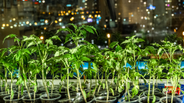 Крепкие и здоровые: как грамотно выбрать семена для рассады