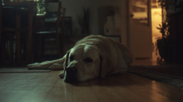 Женщине ампутировали руки и ноги после сепсиса из-за слюны собаки