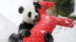Пандам из Московского зоопарка вручили подарки в честь китайского Нового года