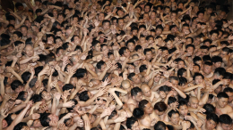 Шесть человек пострадали на ежегодном «обнаженном фестивале» в Японии