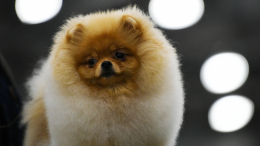 Девушка считает себя померанским шпицем* и планирует сделать операцию