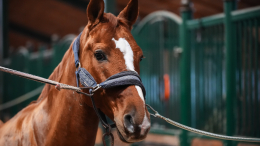 Мужчина притворялся смертельно больной женщиной и тратил деньги обманутой жертвы на лошадь