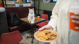 Смертельная диета: какие продукты со стола человека губят кошек