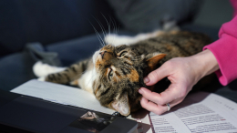 Им совершенно плевать? Коты прекрасно понимают, что люди обращаются к ним