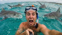 От акул до креветок-богомолов: как выжить при встрече с морским хищником