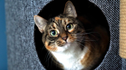 Кот грустит и толстеет? Ветеринар назвал главный плюс стерилизации животных