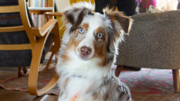 Внимательно слушают? Почему собаки наклоняют голову, когда с ними разговаривают