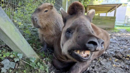 Вместе до самого конца: в зоопарке усыпили двух животных-друзей