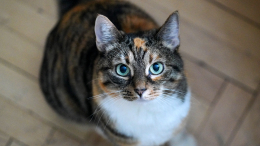 «Сложила в барабан»: пенсионерка постирала кота вместе со шторами