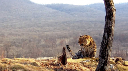 Хозяин тайги заявил о себе: видеокамера записала рык краснокнижного хищника