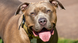 Трогательное послание: бездомный мужчина оставил собаку в приюте