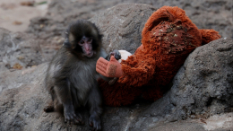 Больше не один: у обезьянки-сироты Панча появился настоящий друг