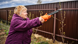 Время для работы с секатором: схема правильной обрезки деревьев в марте