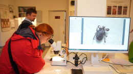 Пробуждение паразитов: в российских больницах фиксируют укусы клещей