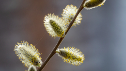 «Агрессивный старт»: когда наступит сезон цветения