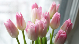 Тюльпаны — бесспорный фаворит 8 Марта: сколько в среднем тратят на букет