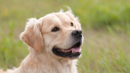 Экономия на ветеринарах: какие породы собак считаются самыми здоровыми